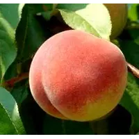 Персик маньчжурский фото
